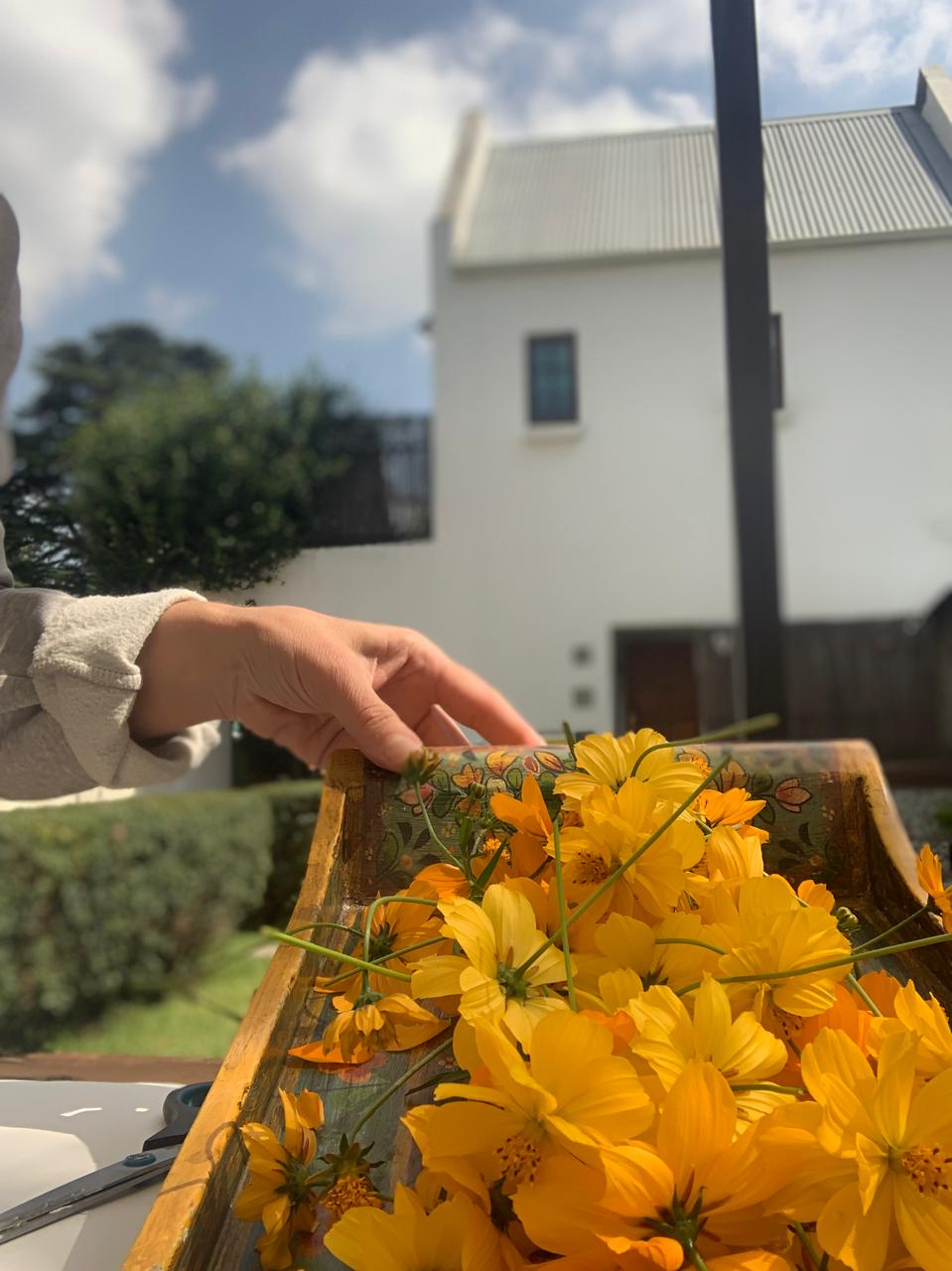Yellow cosmos flowers gathered in a painted wooden tray outside the KAIA home