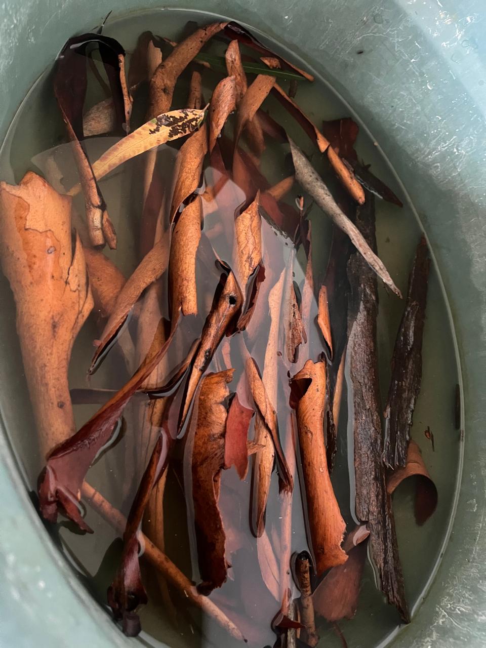 Eucalyptus bark and leaves soaking in water in the studio dye bucket