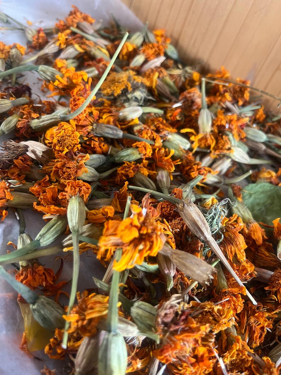 Dried orange marigolds and coreopsis heads gathered in a tray for the dye pot